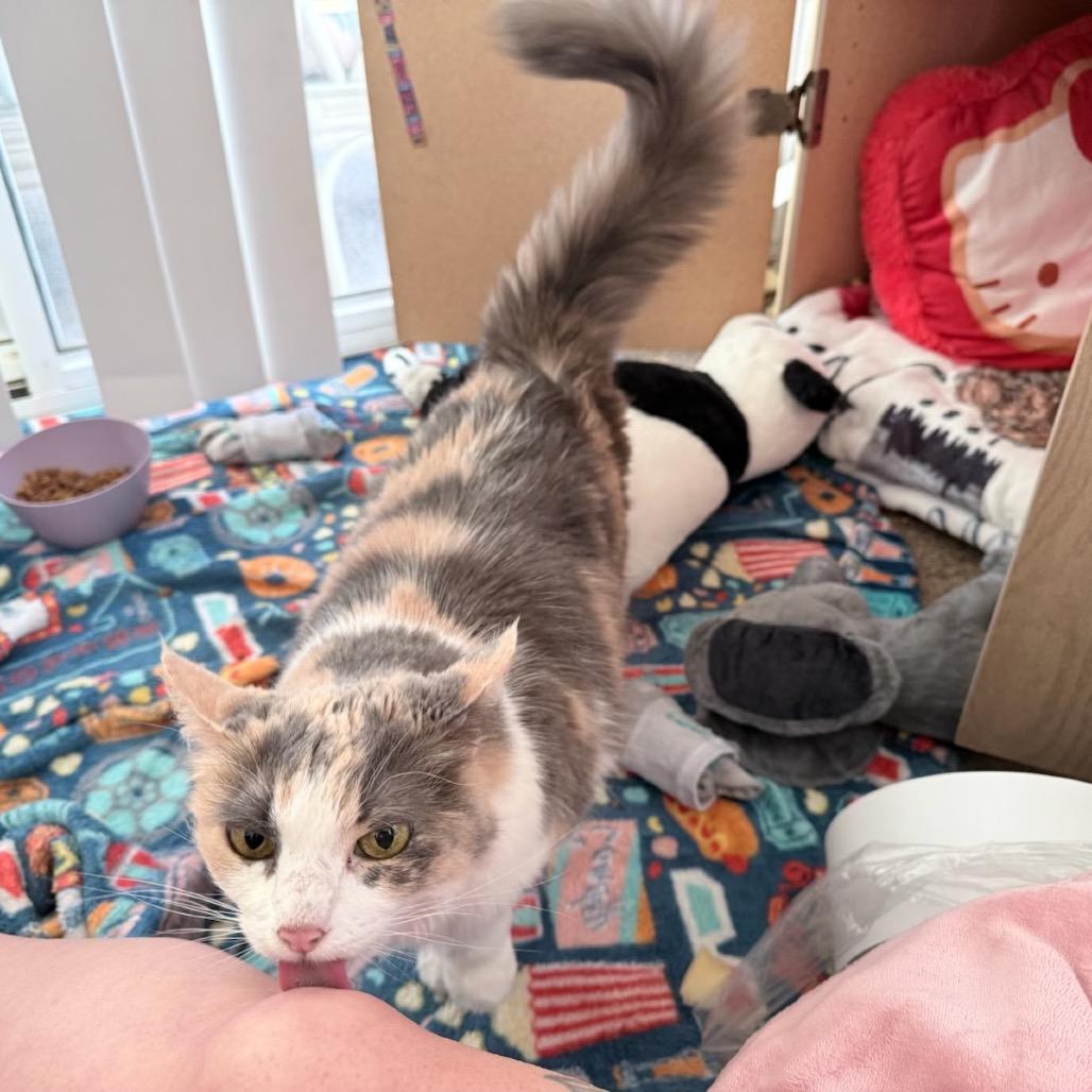 Enlarge Molly, a Adoptable Domestic Long Hair in Calimesa, CA image 1/5