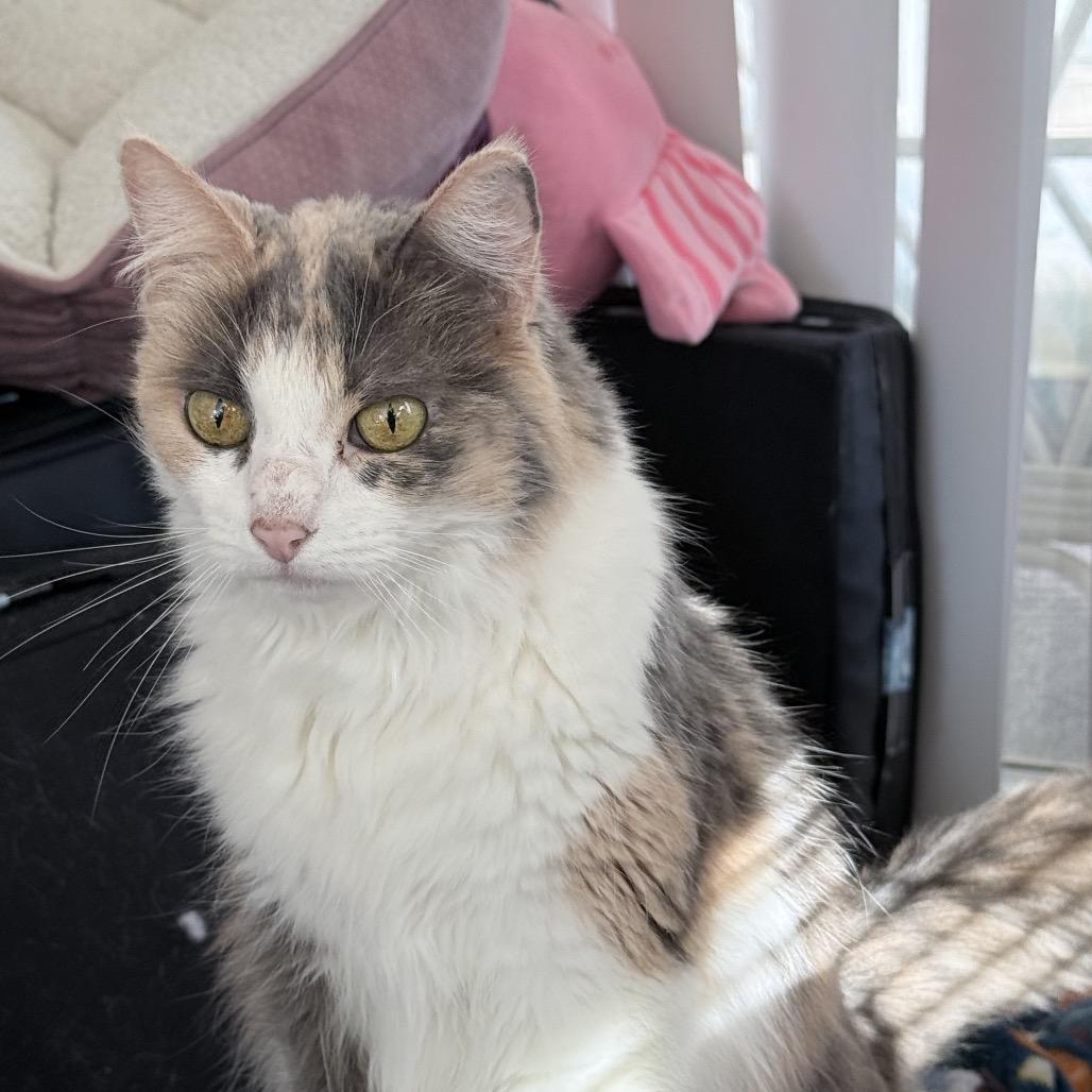 Enlarge Molly, a Adoptable Domestic Long Hair in Calimesa, CA image 2/5