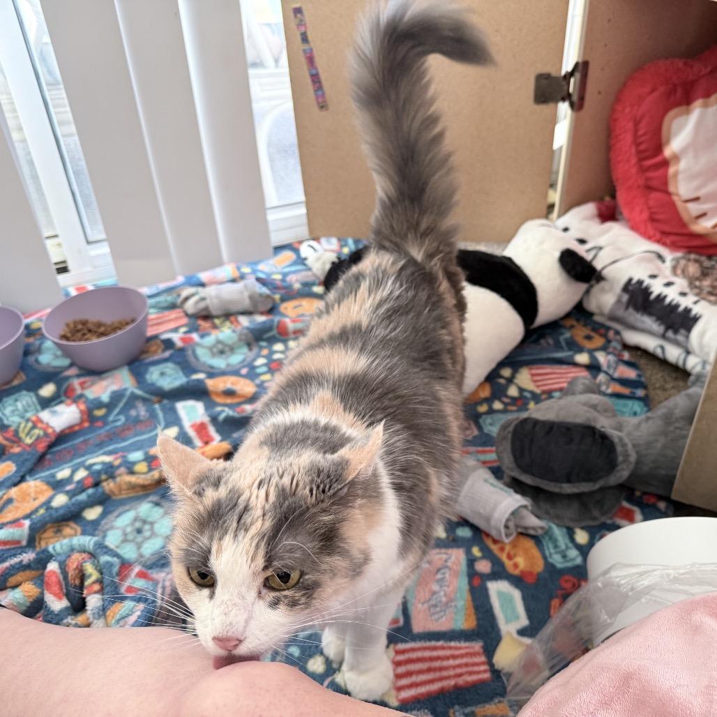 Enlarge Molly, a Adoptable Domestic Long Hair in Calimesa, CA image 3/5