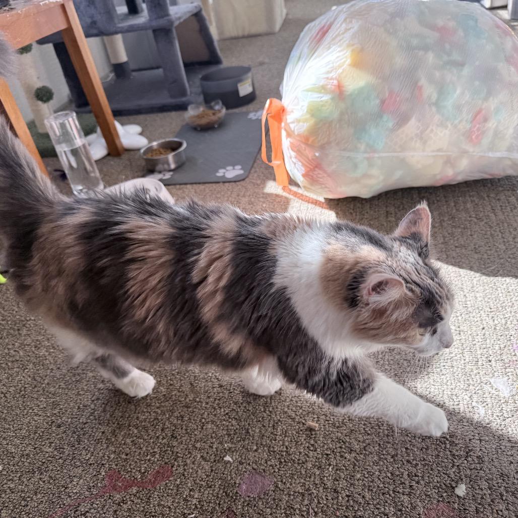 Enlarge Molly, a Adoptable Domestic Long Hair in Calimesa, CA image 4/5