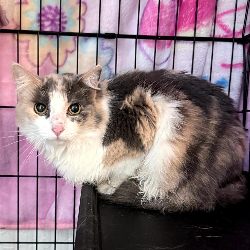 Enlarge Molly, a Adoptable Domestic Long Hair in Calimesa, CA image 5/5