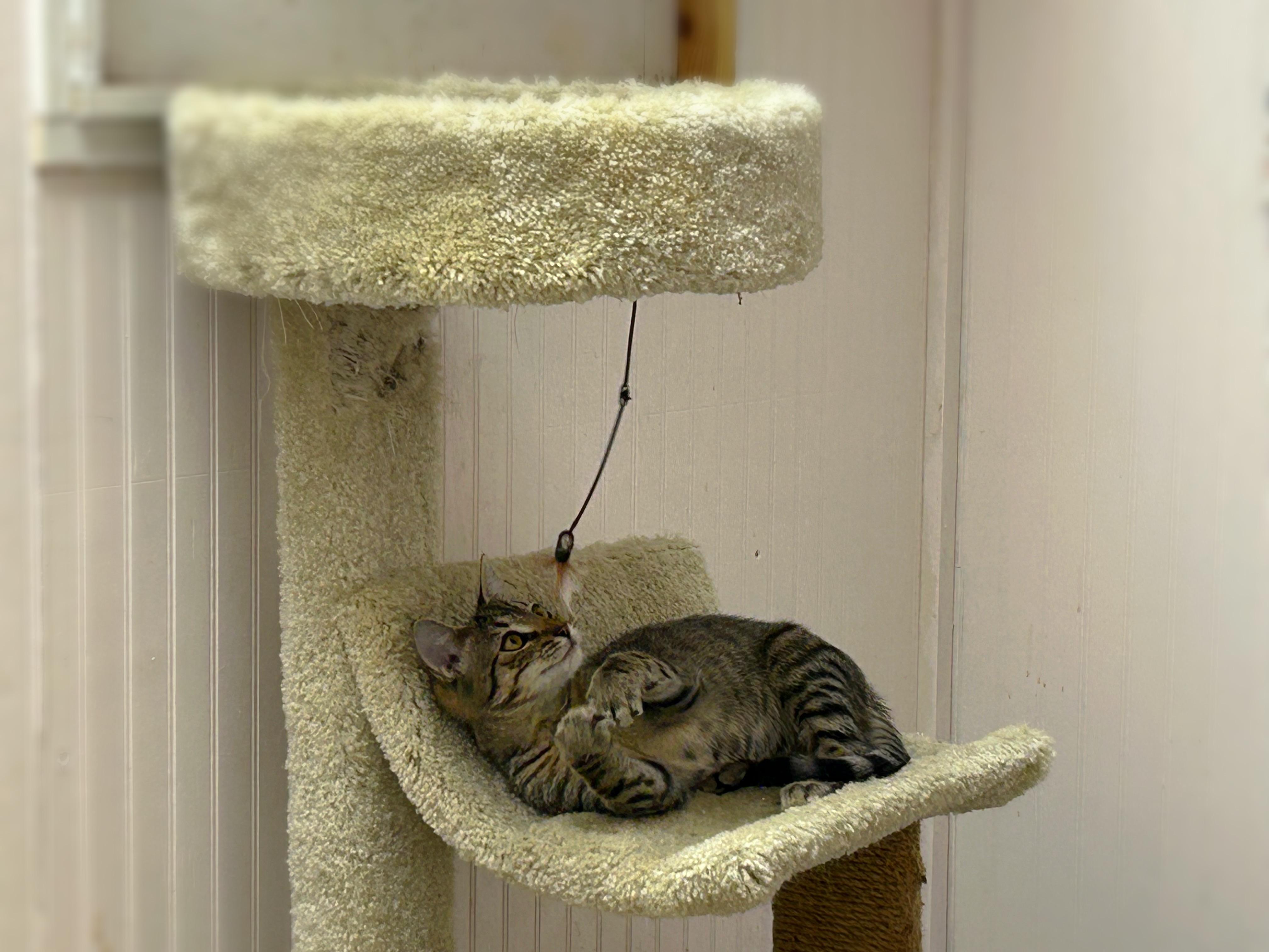 Riley, a Adoptable Domestic Short Hair in Johnson City, TN image 4/4