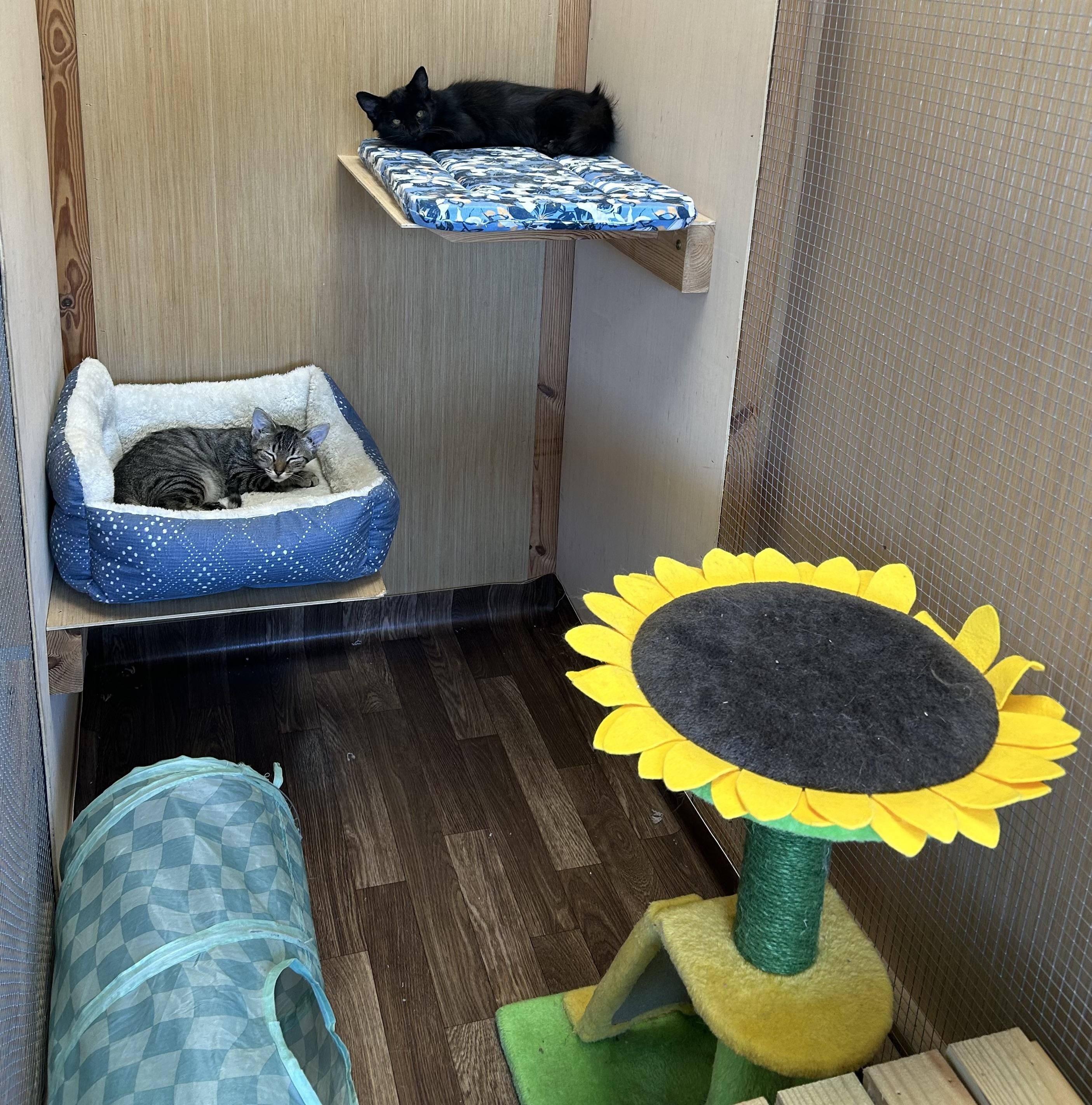 Riley, a Adoptable Domestic Short Hair in Johnson City, TN image 3/4