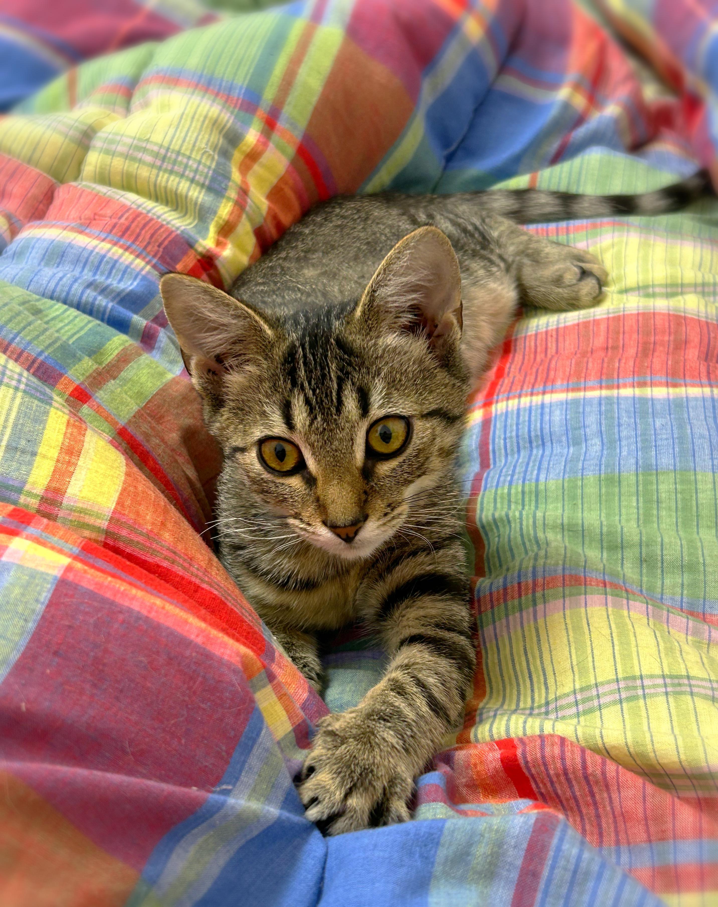 Riley, Adoptable, Kitten Male Domestic Short Hair.