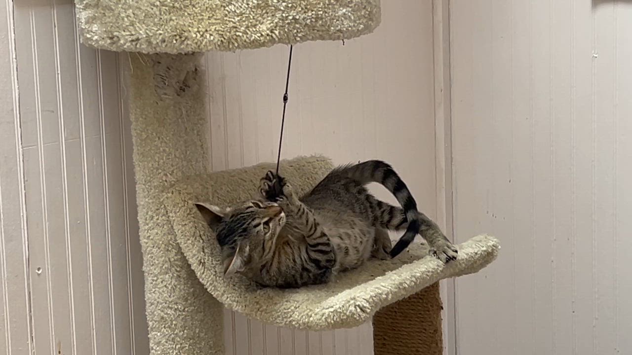 Enlarge Riley, a Adoptable Domestic Short Hair in Johnson City, TN video 2/4
