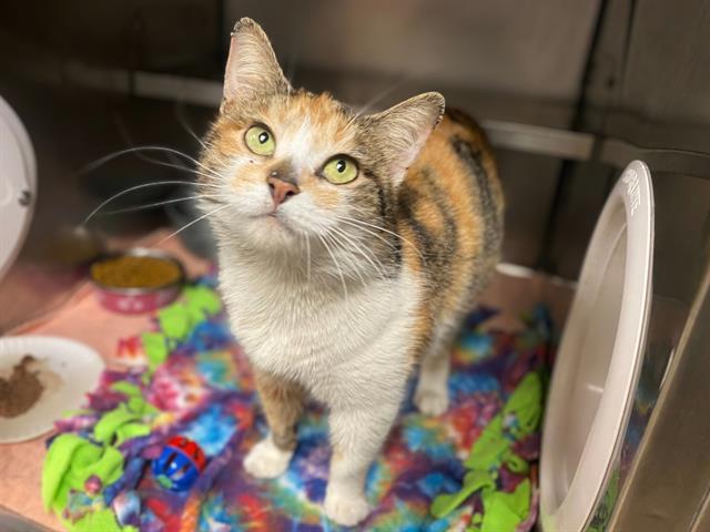 Enlarge TRINA, a Adoptable Domestic Short Hair in Fort Wayne, IN image 1/1