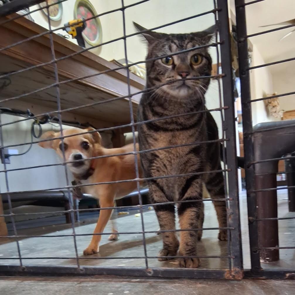 Enlarge Jeep, a Adoptable mixed breed in Marfa, TX image 2/3