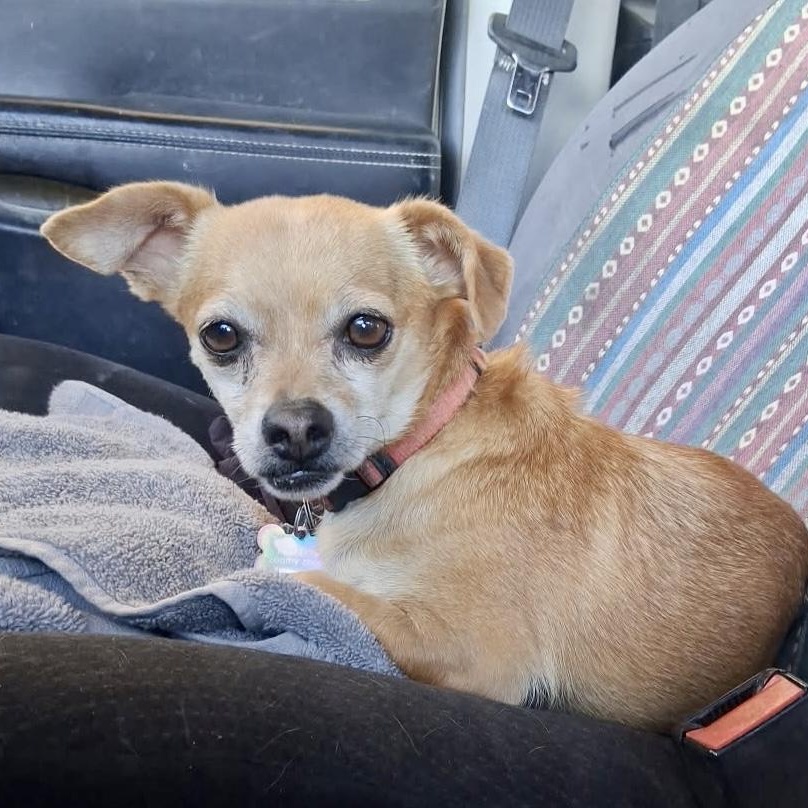 Enlarge Jeep, a Adoptable mixed breed in Marfa, TX image 1/3