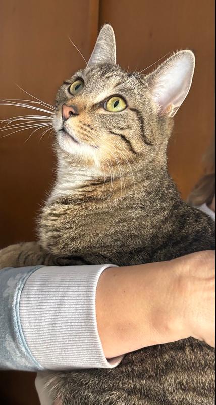 Enlarge MICK, a Adoptable mixed breed in New Woodstock, NY image 1/3