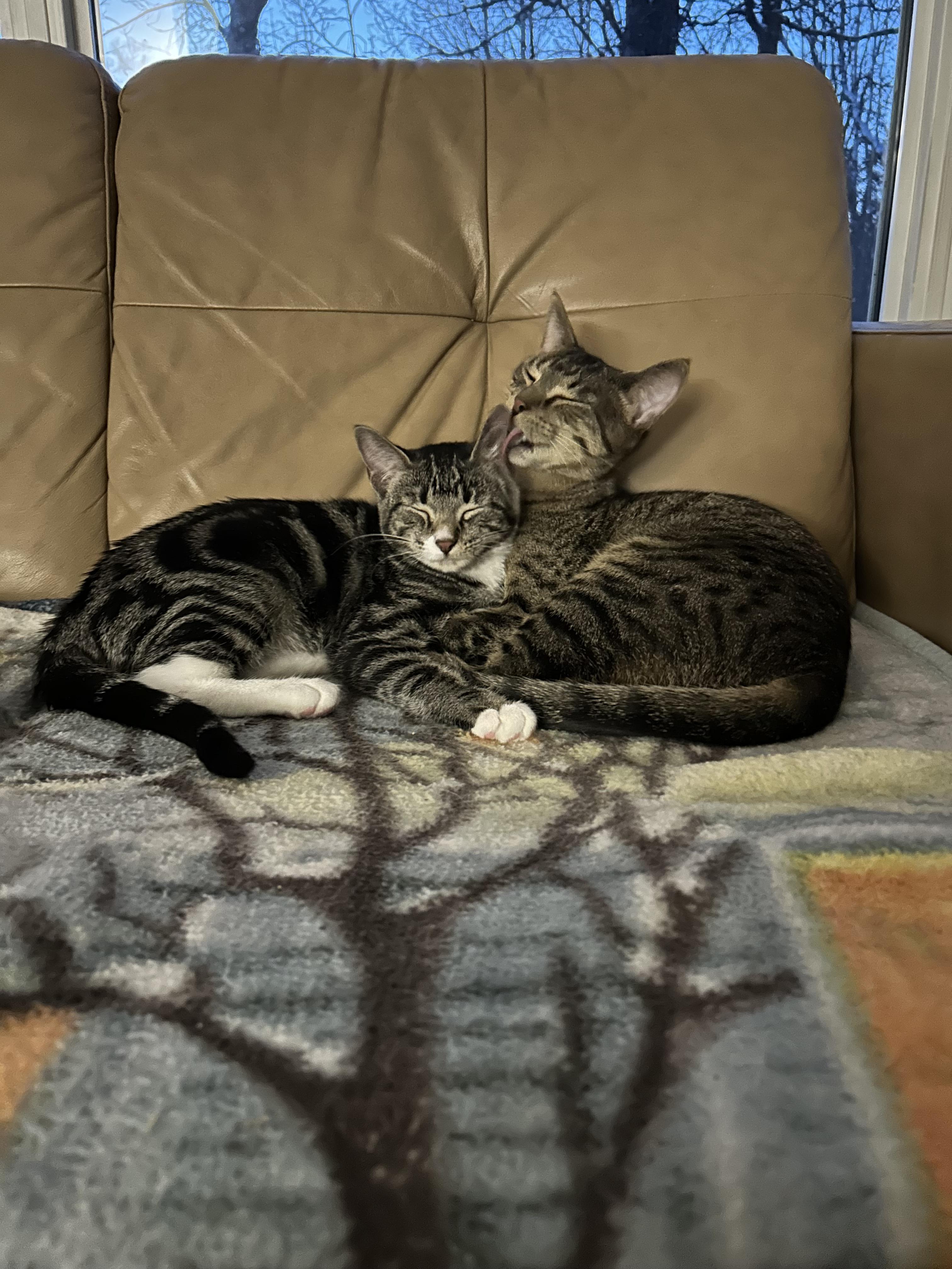 Q-Tip, Adoptable, Kitten Female Domestic Short Hair.