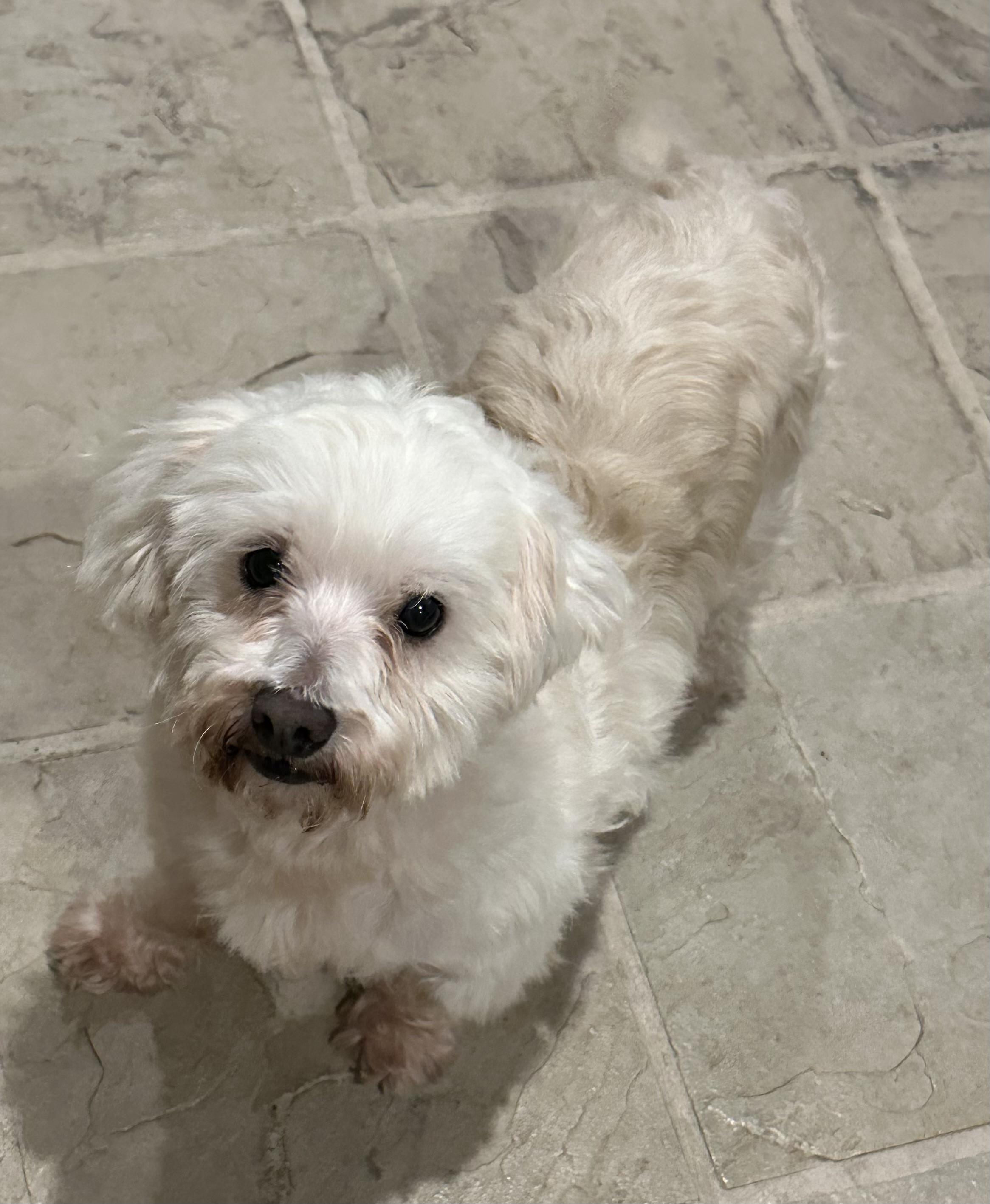 Albert , Adoptable, Adult Male Cockapoo.
