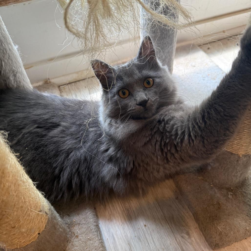 Enlarge Gracie, a Adoptable mixed breed in Silver Spring, MD image 1/6