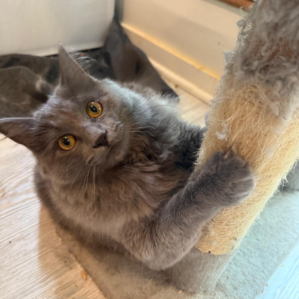 Enlarge Gracie, a Adoptable mixed breed in Silver Spring, MD image 2/6