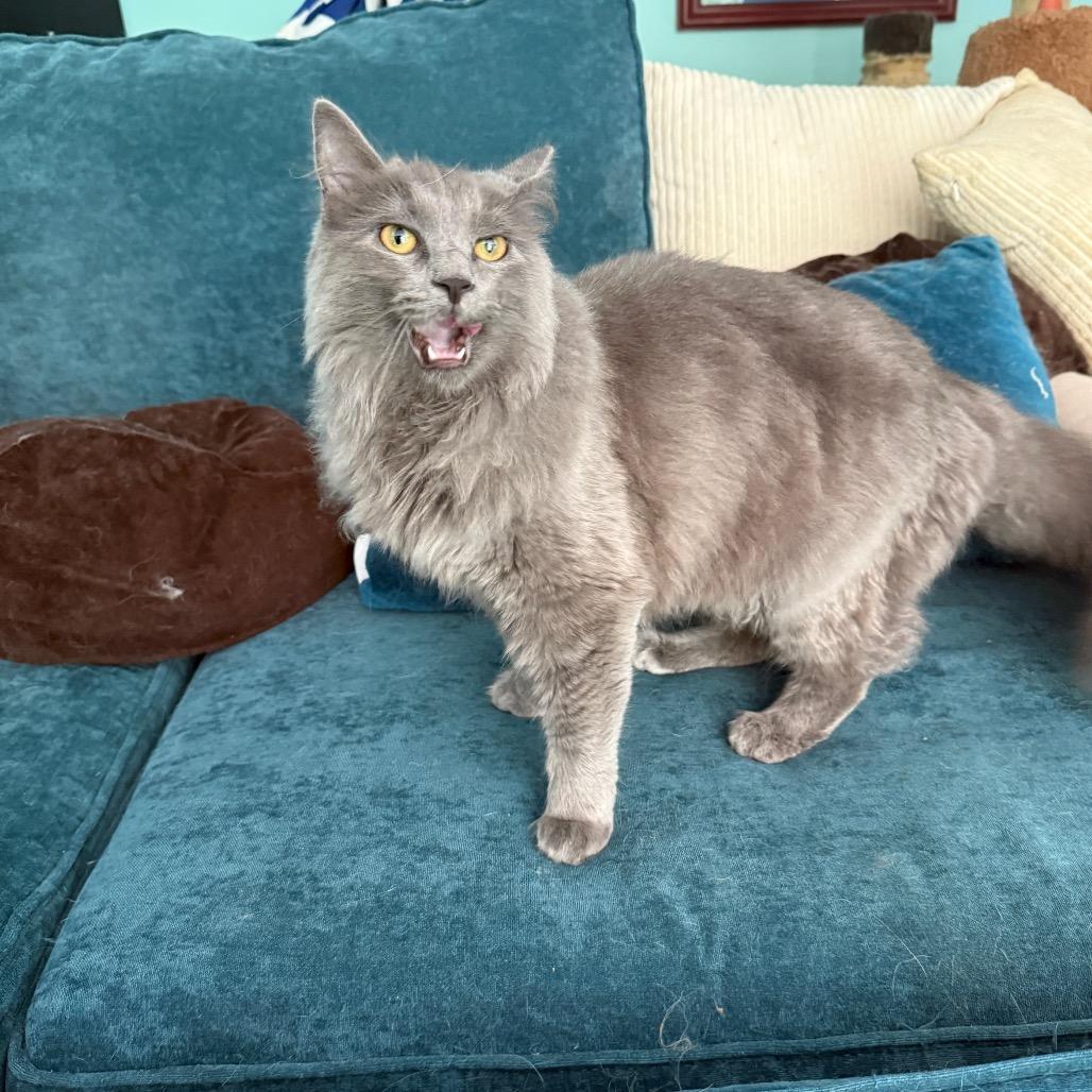 Enlarge Gracie, a Adoptable mixed breed in Silver Spring, MD image 3/6