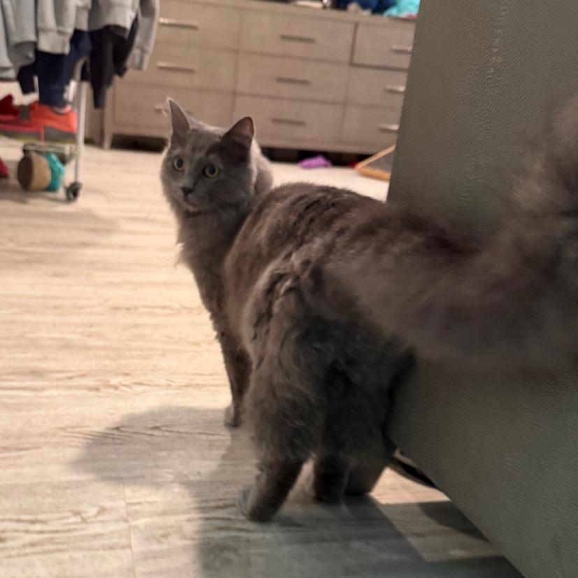 Enlarge Gracie, a Adoptable mixed breed in Silver Spring, MD image 5/6