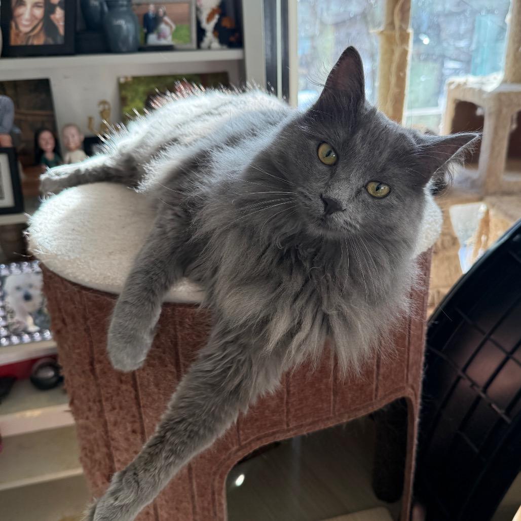 Enlarge Gracie, a Adoptable mixed breed in Silver Spring, MD image 6/6