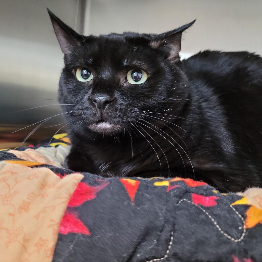 Enlarge Toothless, a Adoptable Domestic Short Hair in Las Vegas, NV image 1/2