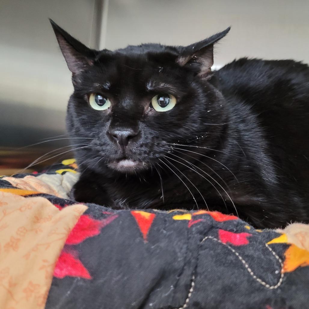 Enlarge Toothless, a Adoptable Domestic Short Hair in Las Vegas, NV image 2/2