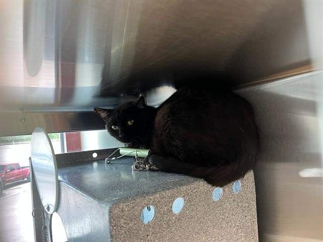Enlarge BARN TABU, a Adoptable Domestic Short Hair in Colorado Springs, CO image 1/1