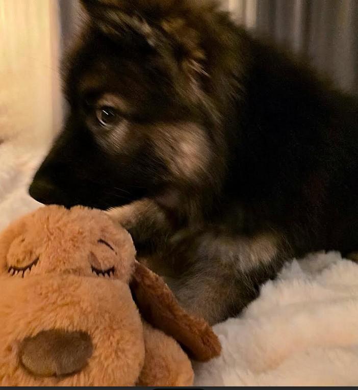 Billy, ADOPTABLE, Puppy Male German Shepherd Dog.