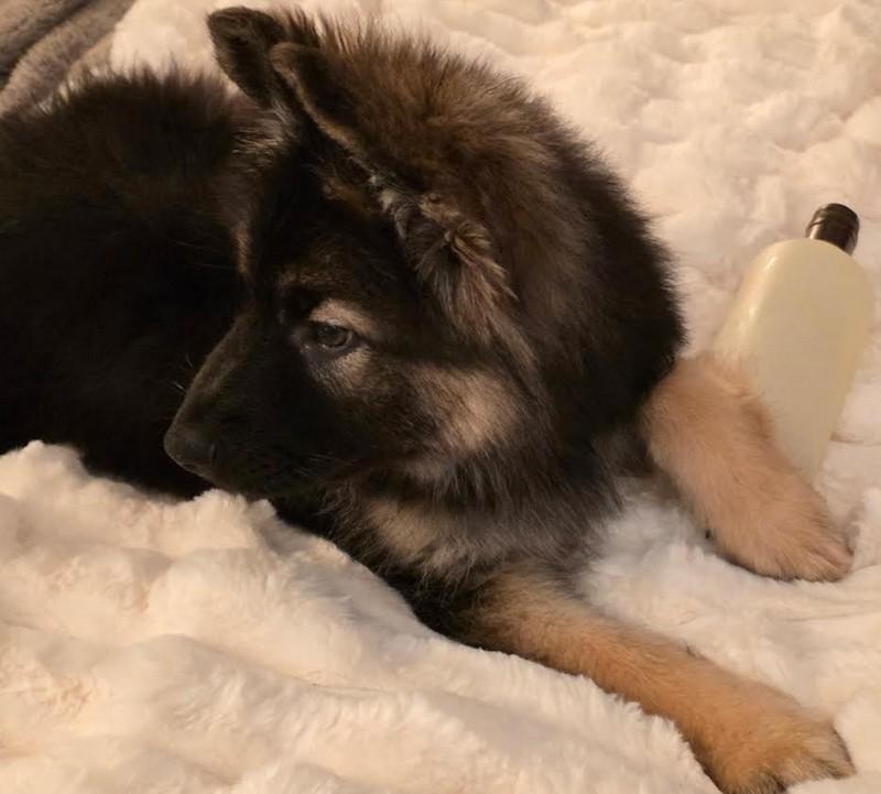 Enlarge Billy, a ADOPTABLE German Shepherd Dog in Brookfield, CT image 2/5