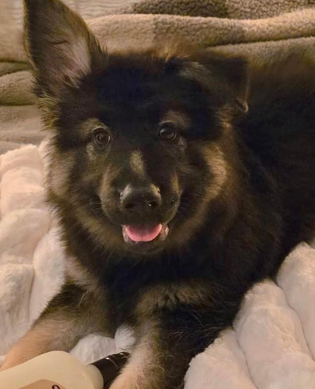 Enlarge Billy, a ADOPTABLE German Shepherd Dog in Brookfield, CT image 3/5