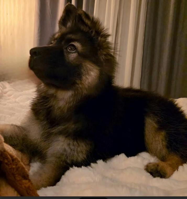 Enlarge Billy, a ADOPTABLE German Shepherd Dog in Brookfield, CT image 4/5