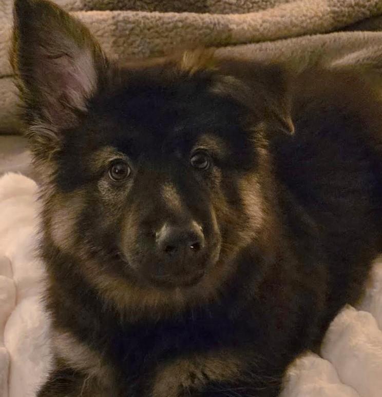 Enlarge Billy, a ADOPTABLE German Shepherd Dog in Brookfield, CT image 5/5