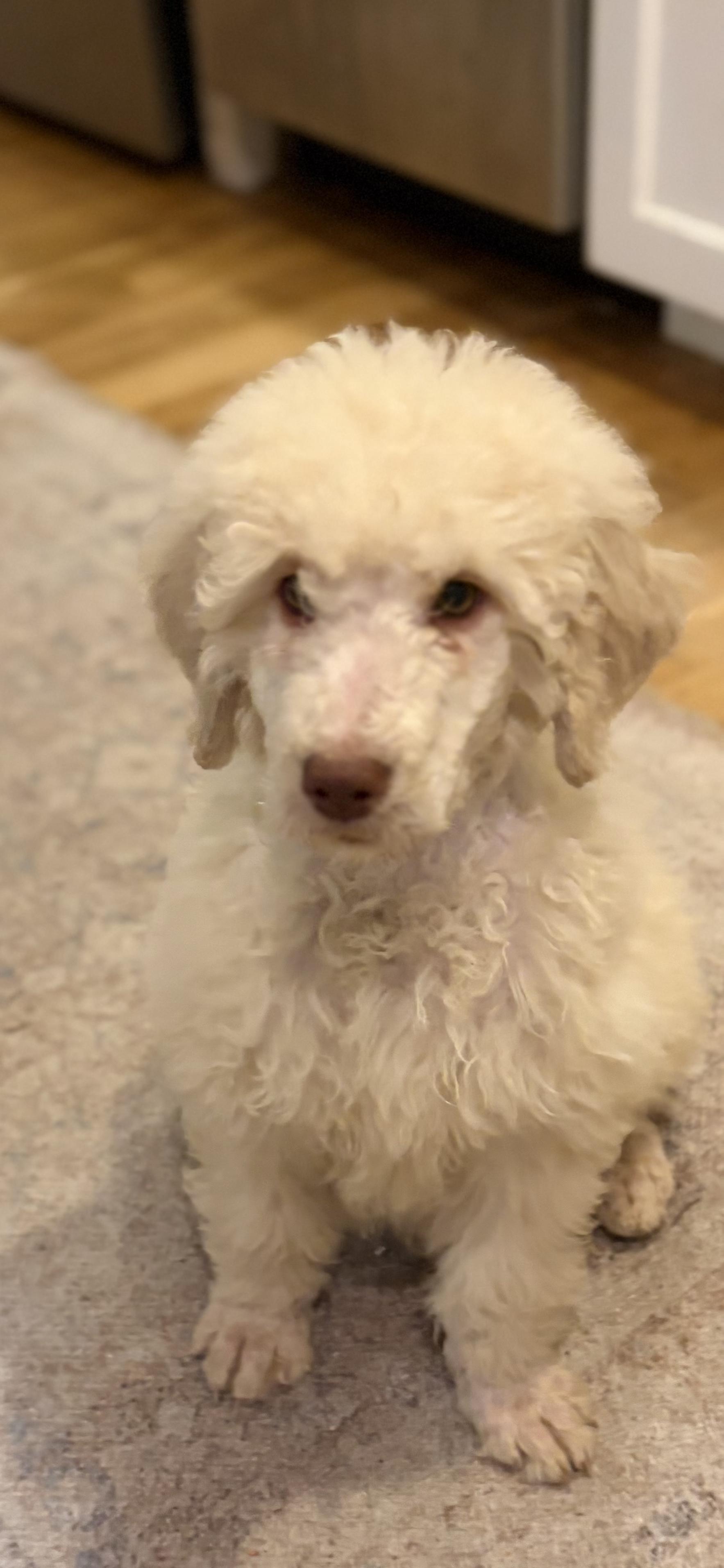 Charlie, Adoptable, Puppy Male Standard Poodle.