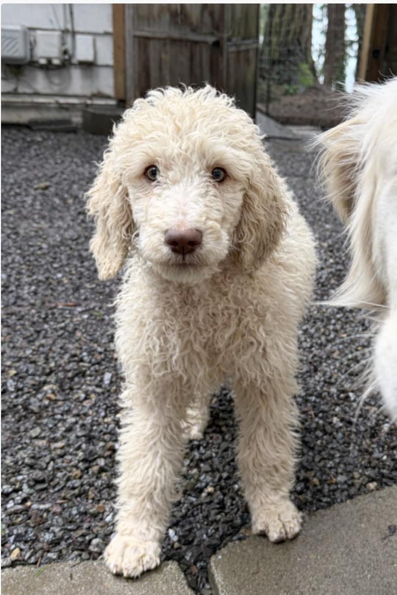 Charlie, Adoptable, Puppy Male Standard Poodle.