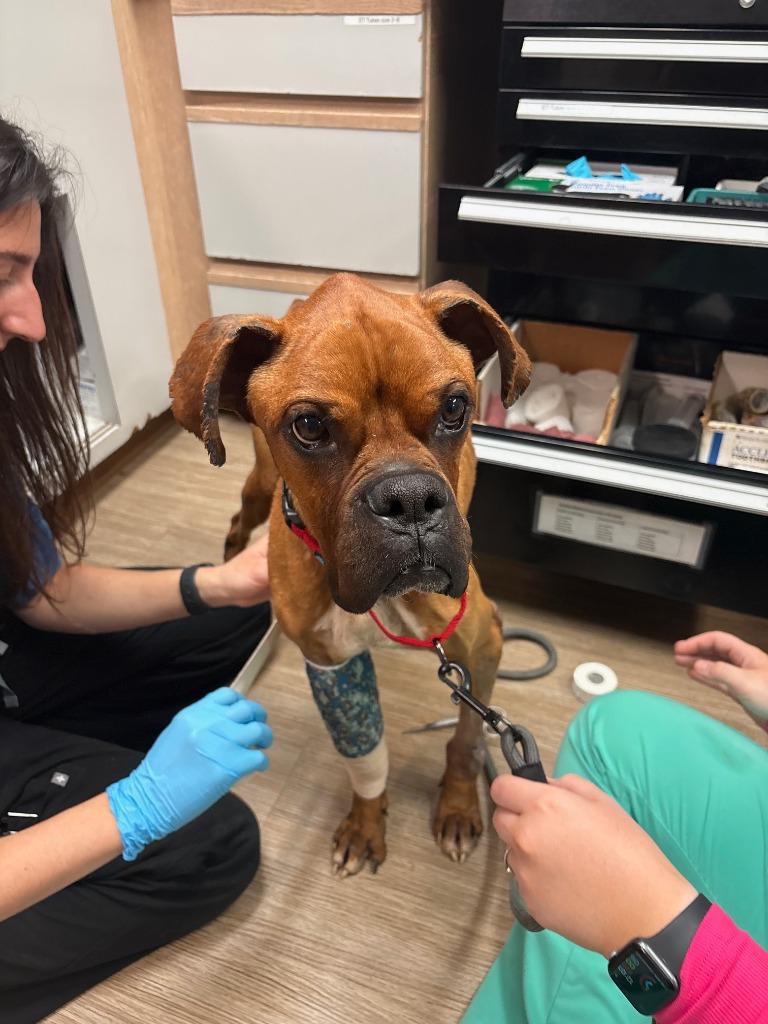 Twiggy, Adoptable, Young Male Boxer.