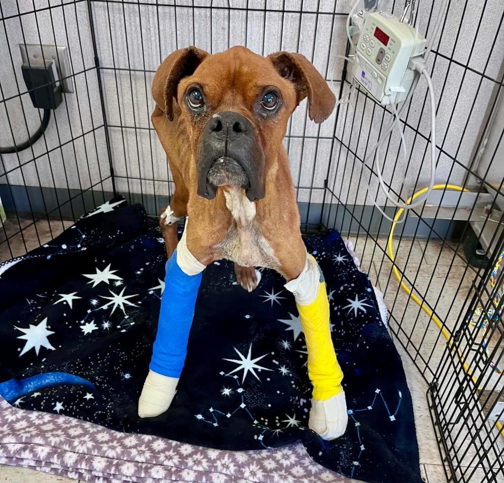 Enlarge Twiggy, a Adoptable Boxer in Reno, NV image 2/3