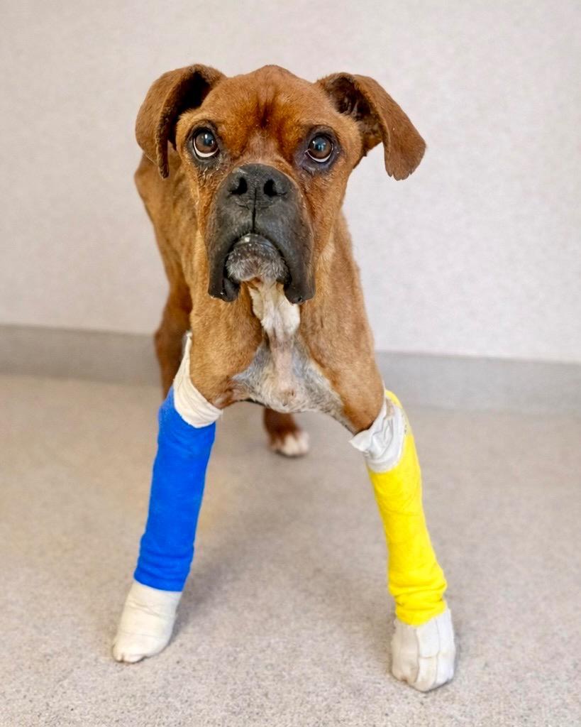 Enlarge Twiggy, a Adoptable Boxer in Reno, NV image 3/3