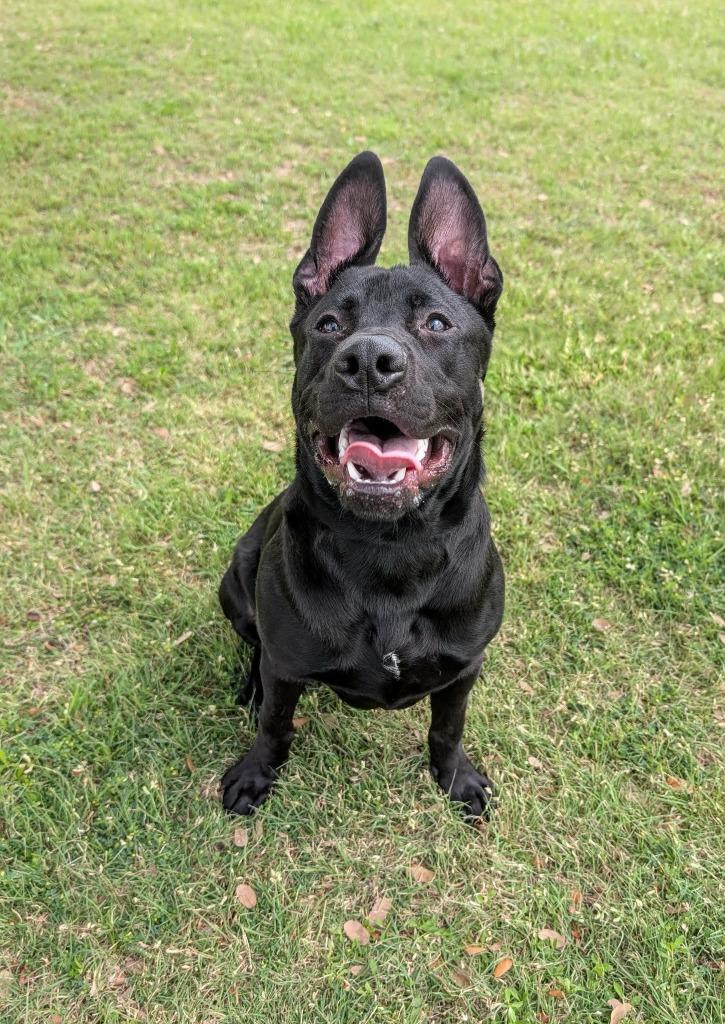 Enlarge Ho bo, a Adoptable Labrador Retriever in Arlington, TX image 2/4