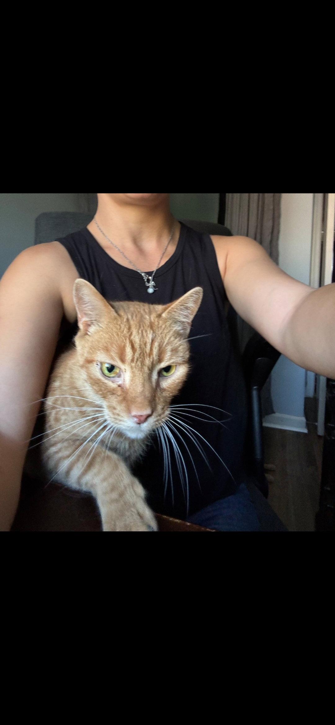 Enlarge Ojo - Pro Snuggler, a Adopted Domestic Short Hair in Harrisburg, PA image 1/3