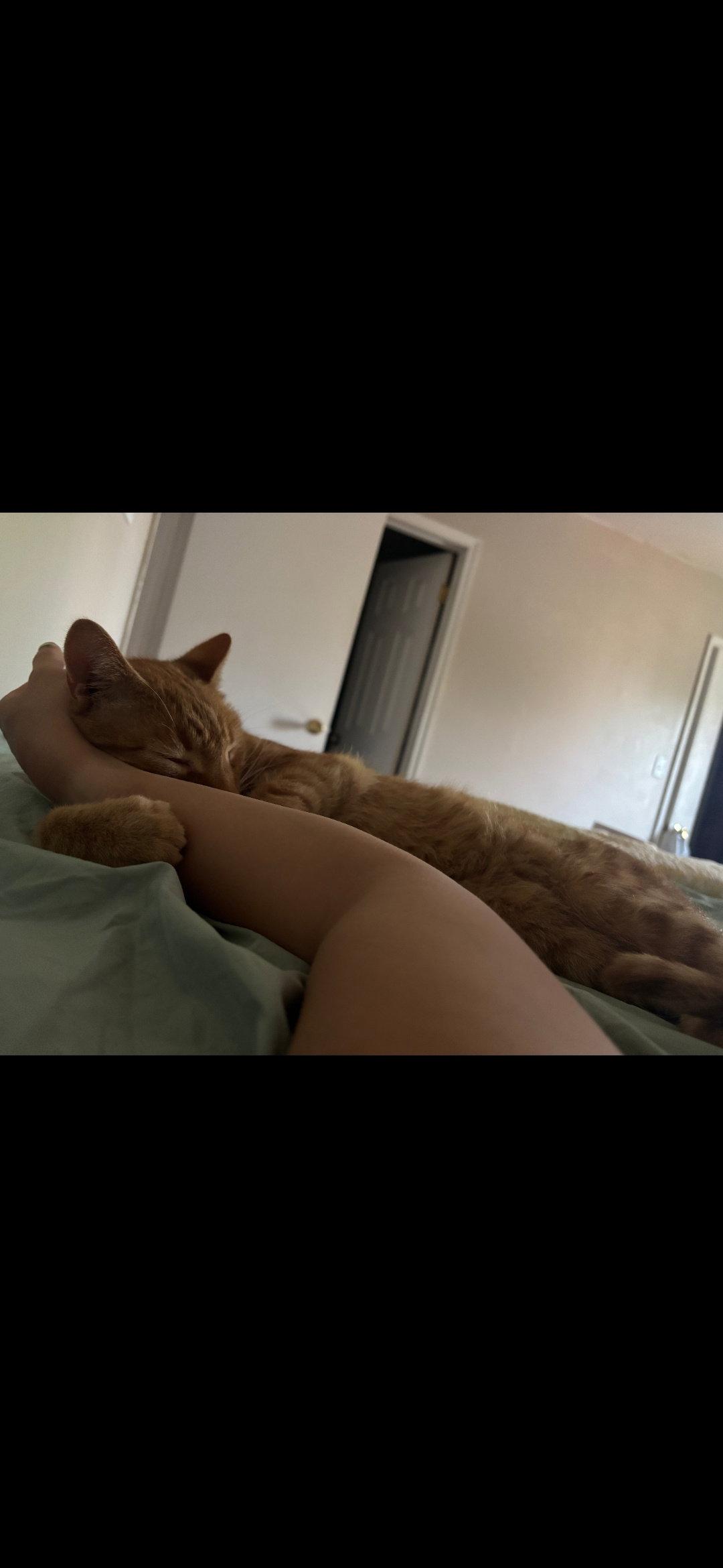 Enlarge Ojo - Pro Snuggler, a Adopted Domestic Short Hair in Harrisburg, PA image 2/3