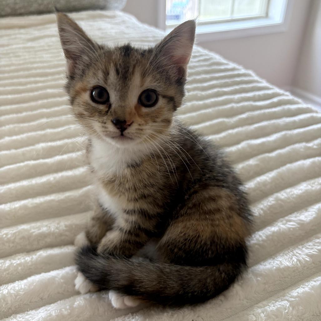 Enlarge Prudence (Bonded w/ Bernard), a Adoptable Domestic Short Hair in Lexington, KY image 2/4