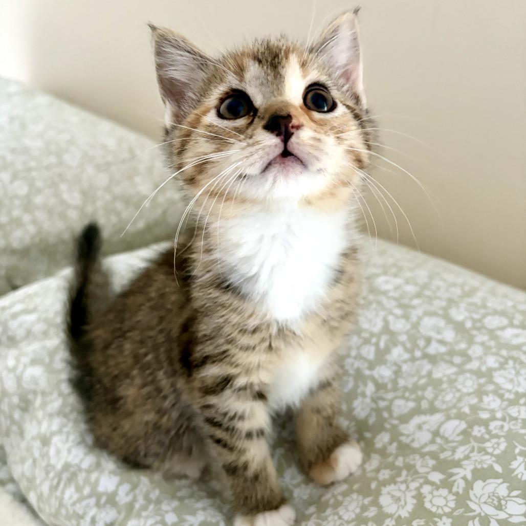 Enlarge Prudence (Bonded w/ Bernard), a Adoptable Domestic Short Hair in Lexington, KY image 3/4