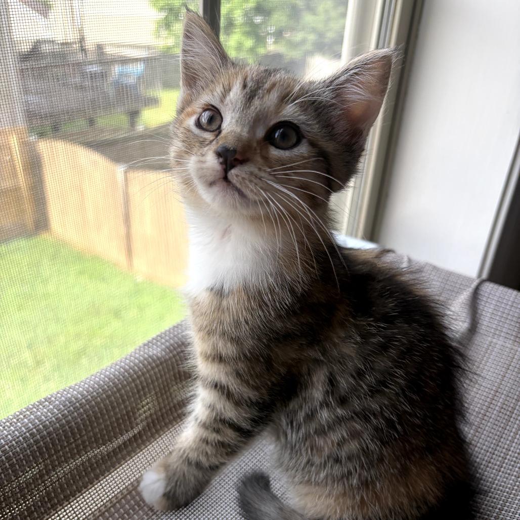 Enlarge Prudence (Bonded w/ Bernard), a Adoptable Domestic Short Hair in Lexington, KY image 4/4