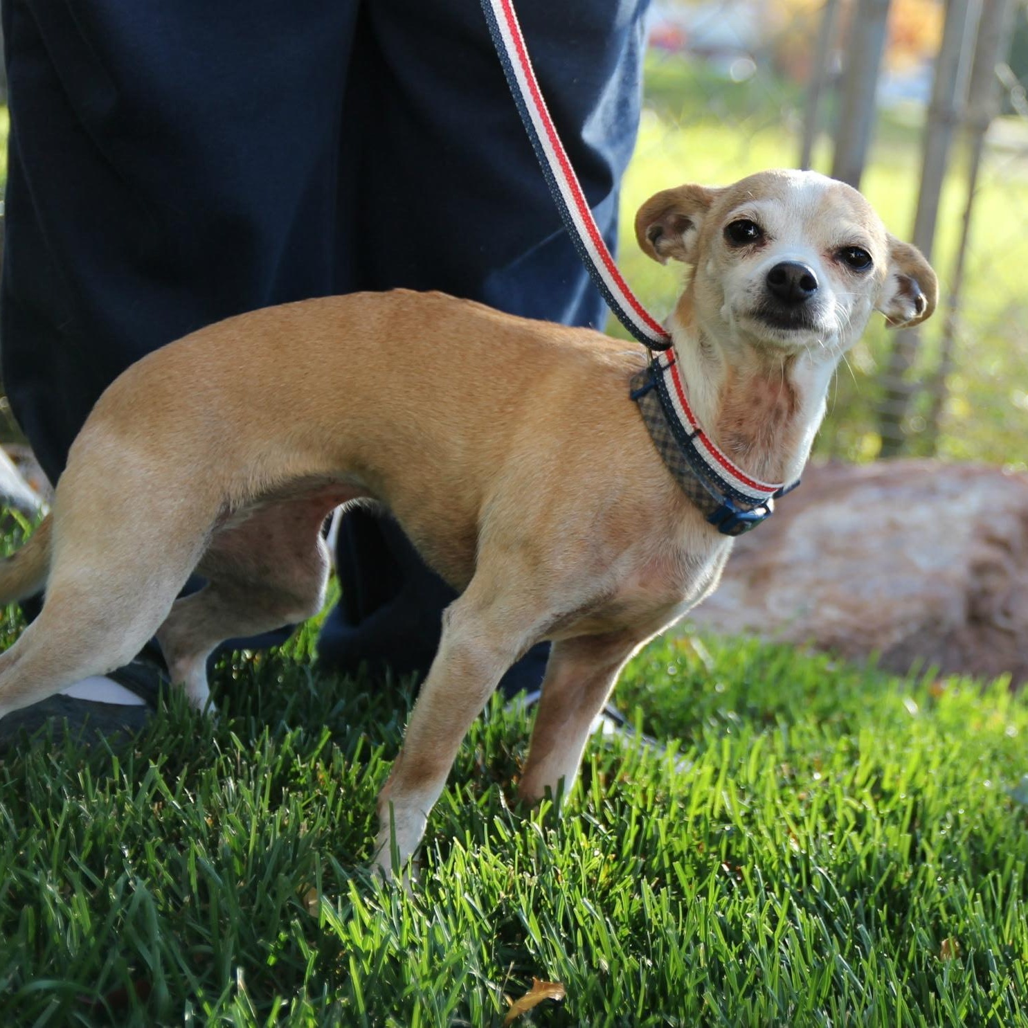 GINGER, Adopted, Adult Female Chihuahua.