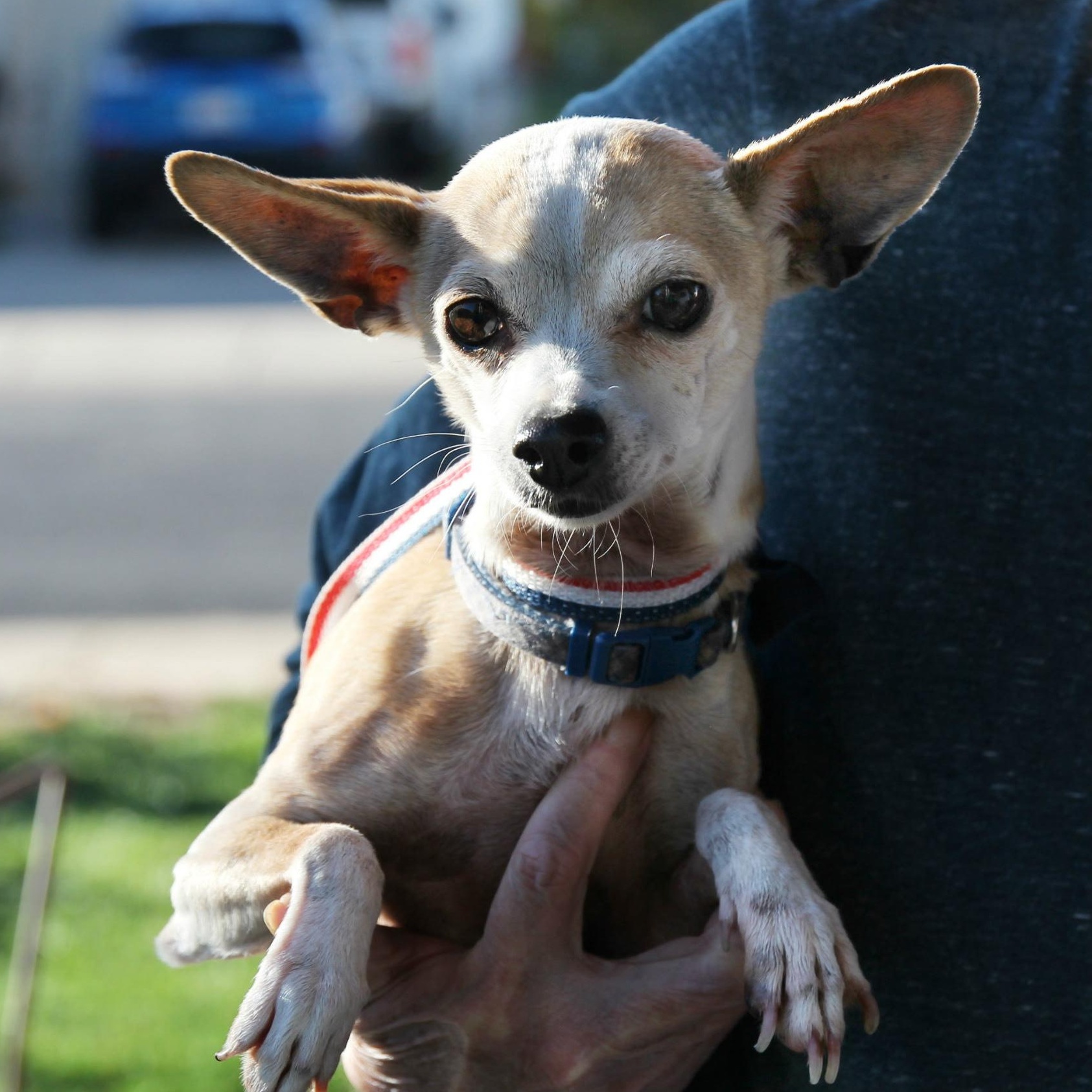 Enlarge GINGER, a Adopted Chihuahua in Harrisville, UT image 2/2