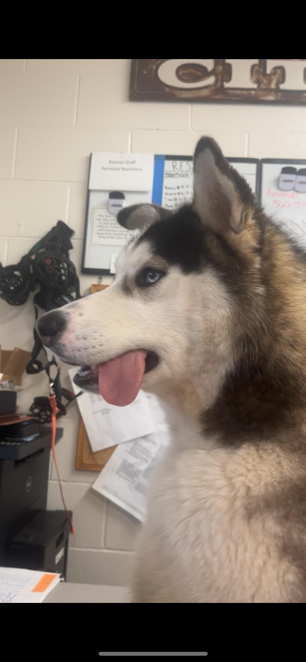 Ham, Adoptable, Adult Male Husky.