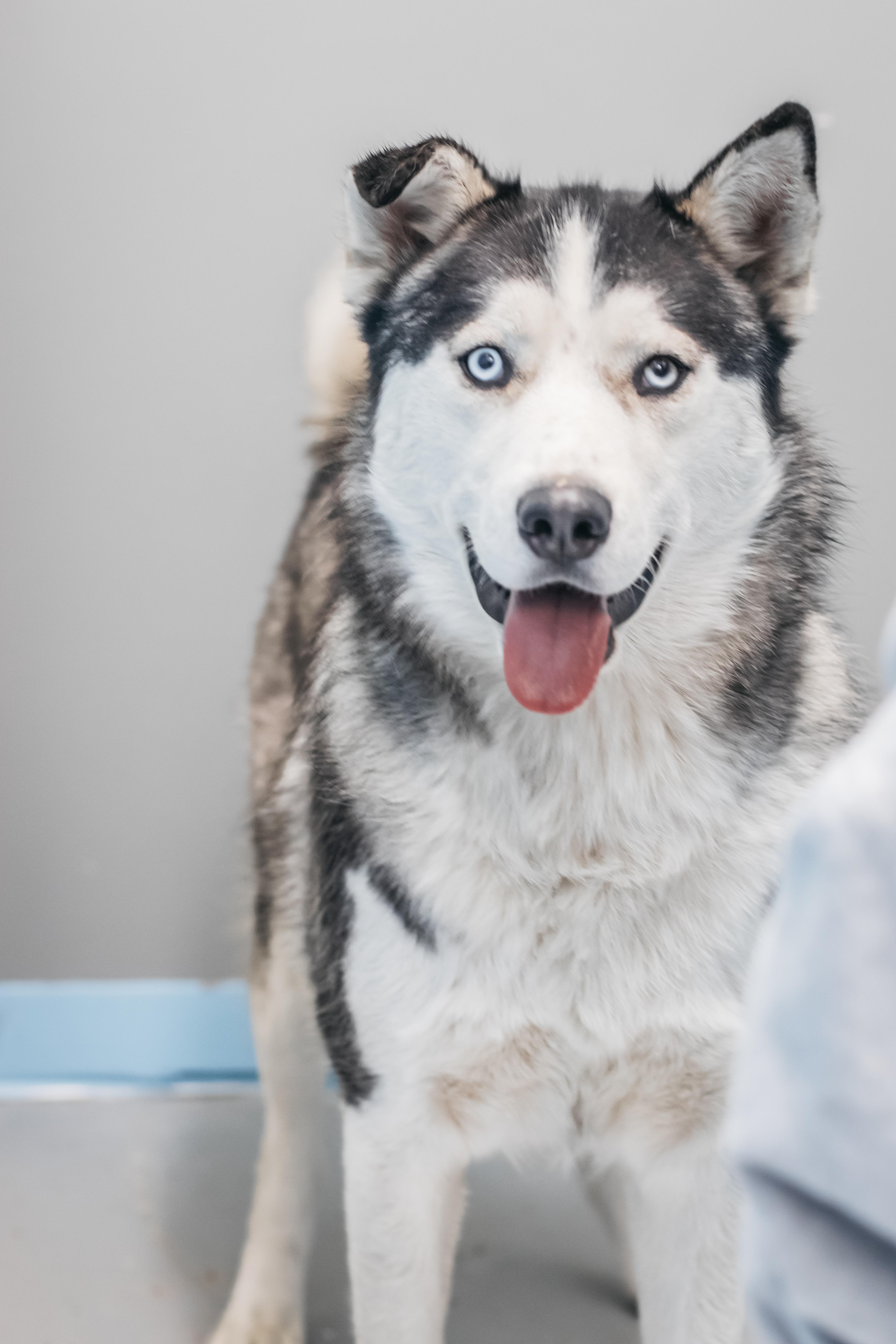 Enlarge Ham, a Adoptable Husky in Shelton, WA image 1/6