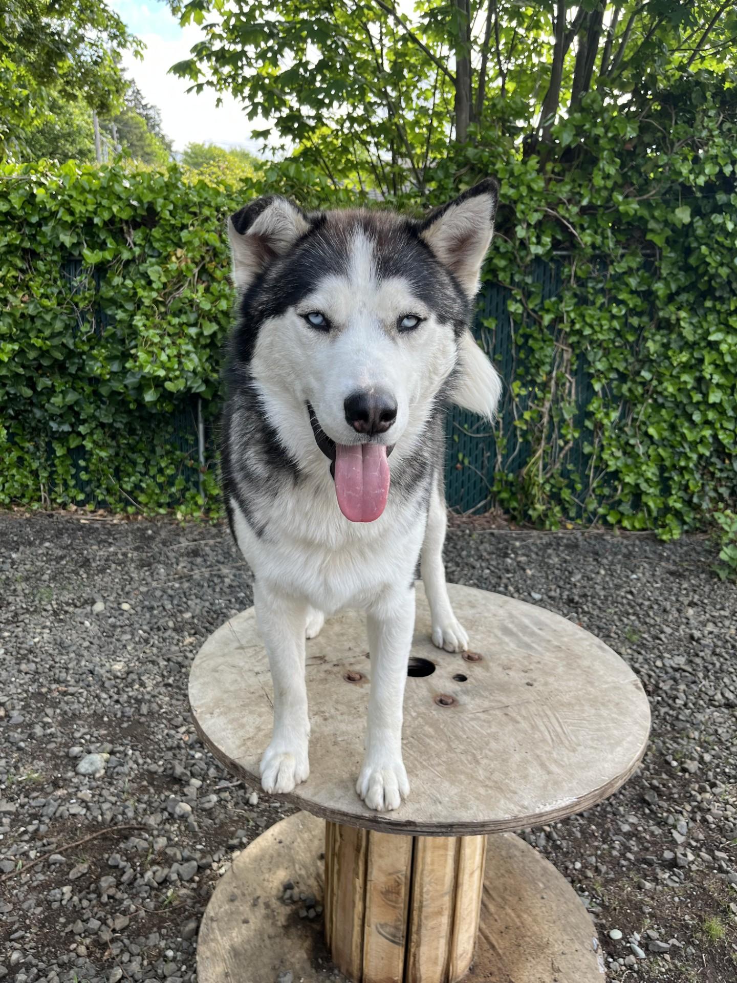 Enlarge Ham, a Adoptable Husky in Shelton, WA image 2/4