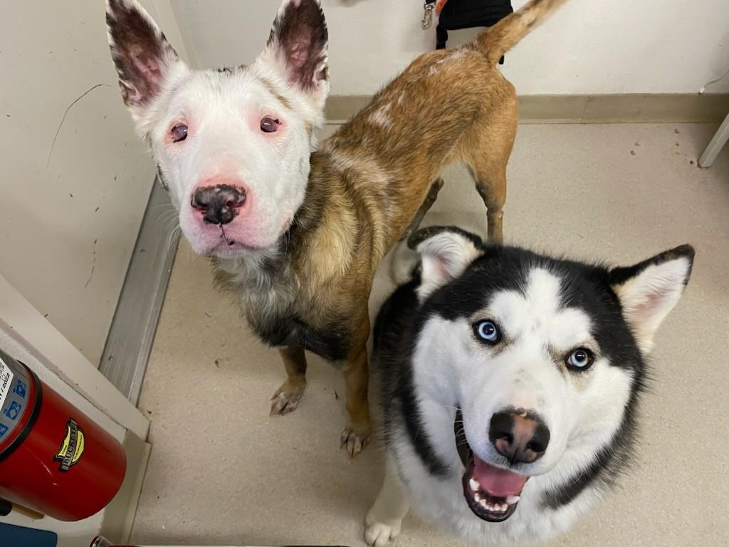 Enlarge Ham, a Adoptable Husky in Shelton, WA image 4/4