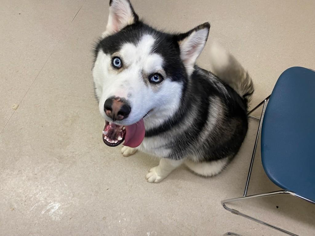 Enlarge Ham, a Adoptable Husky in Shelton, WA image 3/4