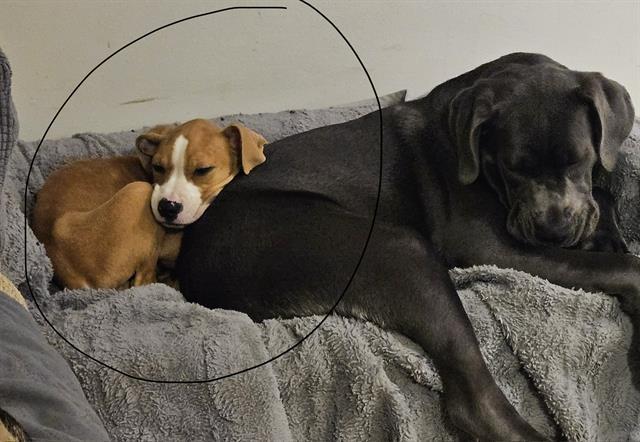 NICK, Adoptable, Puppy Male Pit Bull Terrier & Mixed Breed.