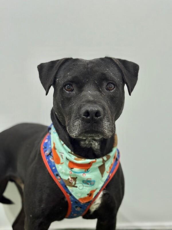 Sebastian, Adoptable, Adult Male Pit Bull Terrier & Mixed Breed.