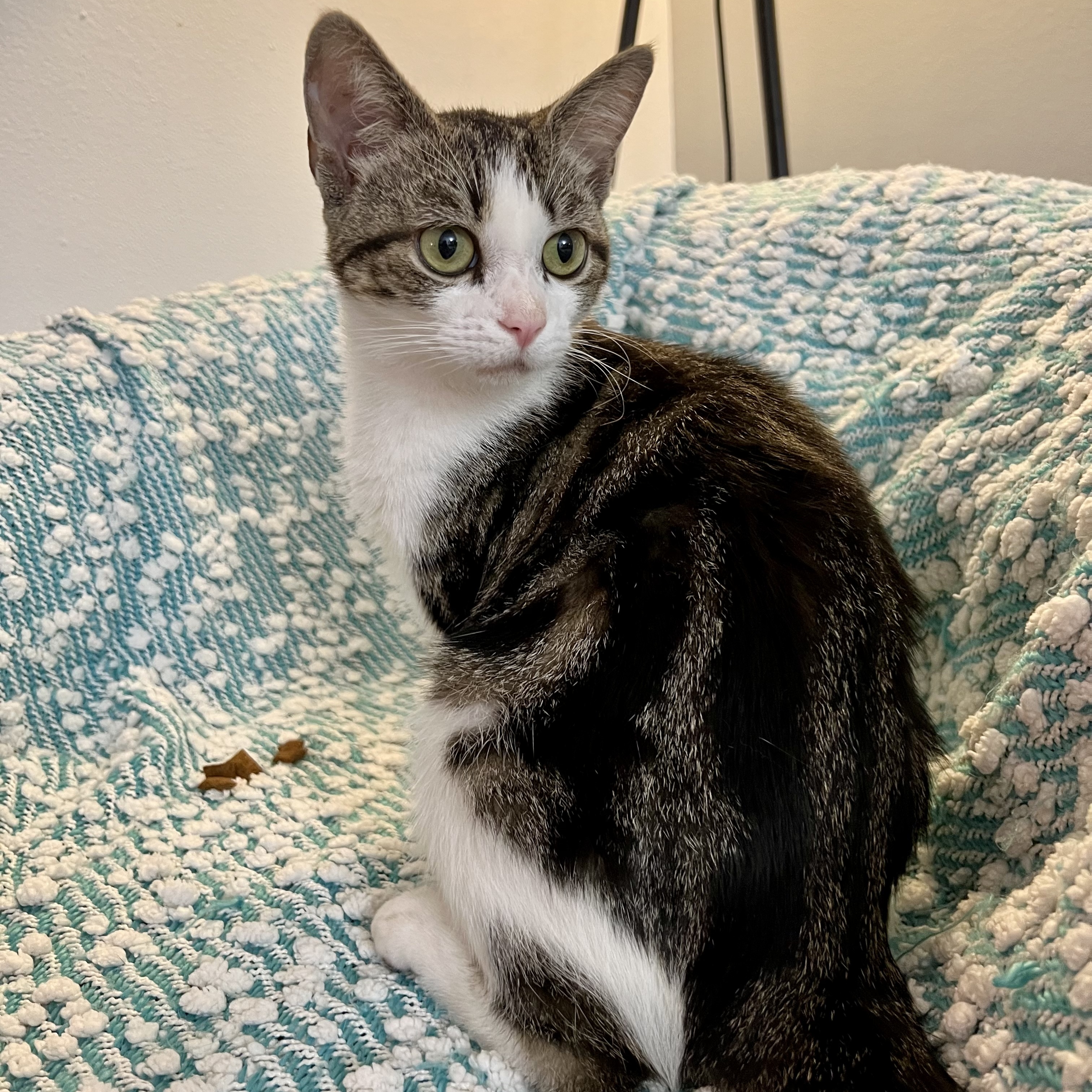 Enlarge Blossom, a Adoptable mixed breed in Albany, NY image 3/4
