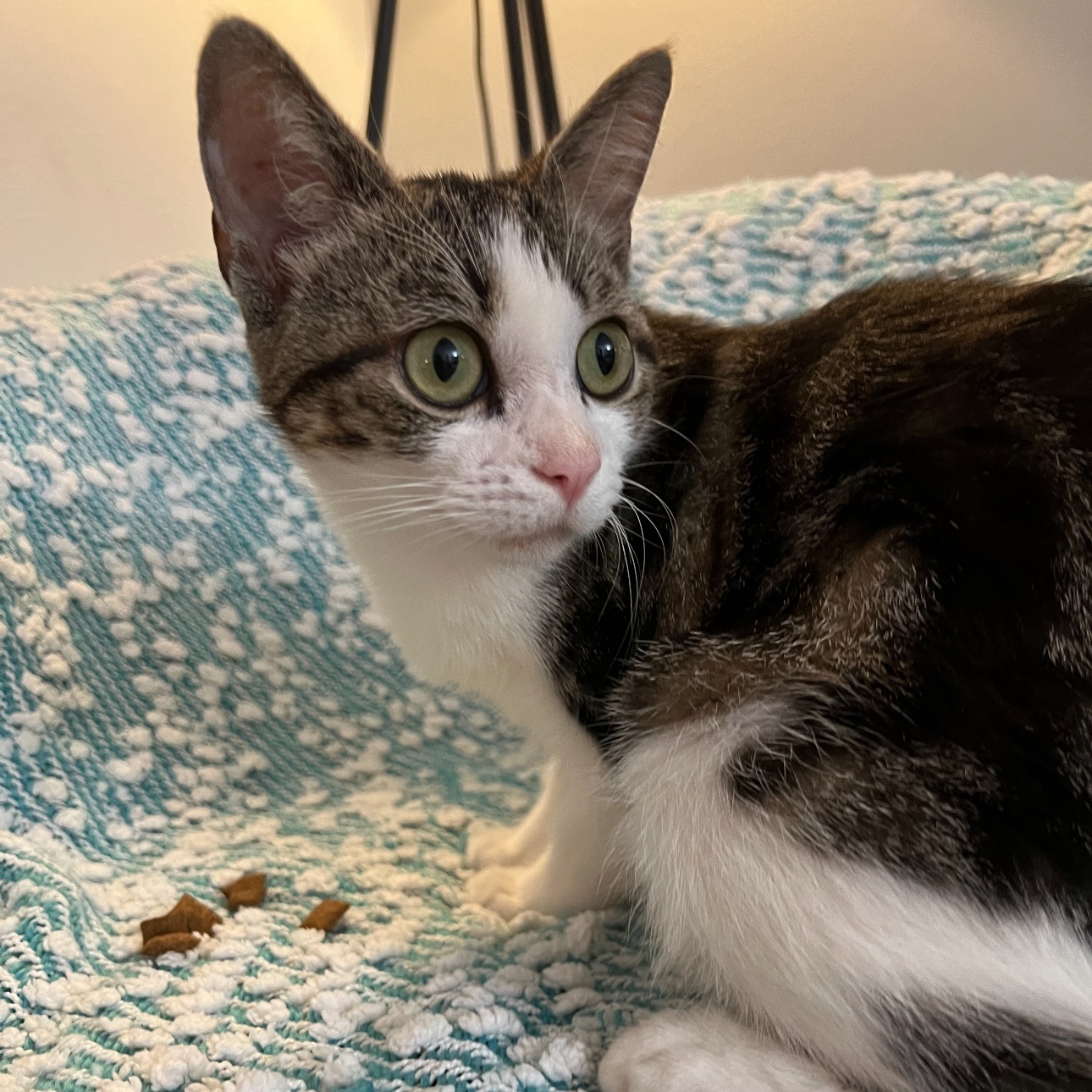 Blossom, Adoptable, Kitten Female Domestic Short Hair.